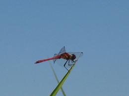 c0042426_959145.jpg