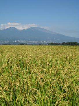 田んぼの様子（浅科五郎兵衛田）_c0042426_959290.jpg