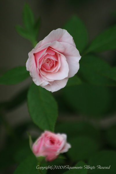 c0045227_613512.jpg