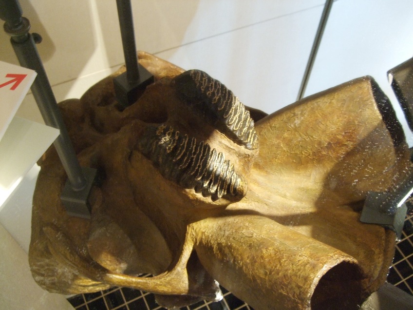 1094)　①開拓記念館　「第65回特別展　北海道象化石展！」　7月3日（金）～2009年10月4日（日）_f0126829_1140268.jpg