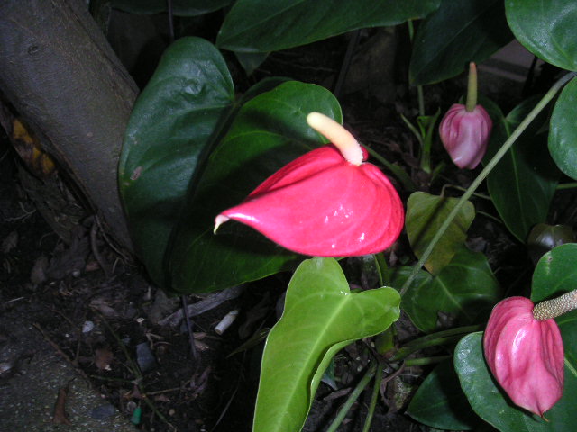 c0127933_74076.jpg