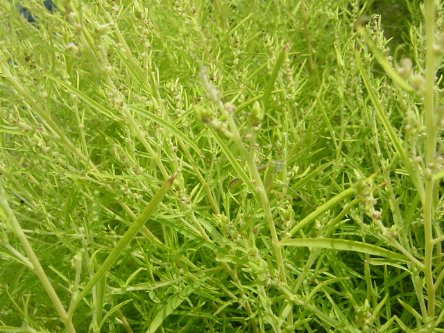 c0198149_85396.jpg