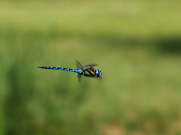 栃木のマダラヤンマなど_c0045352_17162884.jpg