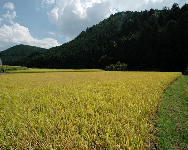 e0035757_1817571.jpg