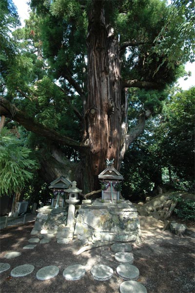 京都府 和束町　茶畑と八坂神社の大杉_e0035757_1818789.jpg