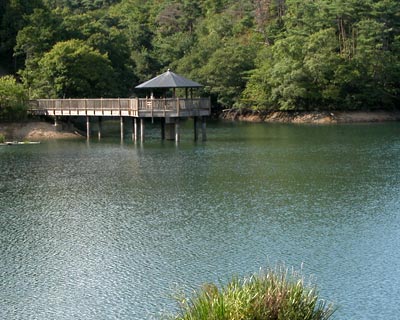 京都府 和束町　茶畑と八坂神社の大杉_e0035757_18283598.jpg