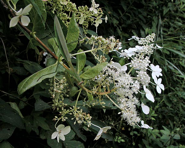 e0035757_18291499.jpg