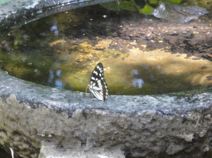 c0108460_1521962.jpg