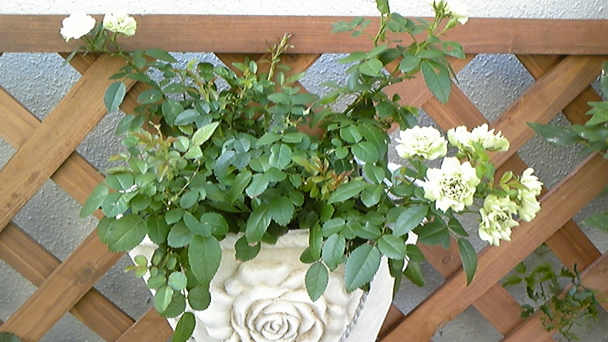 c0202870_10364513.jpg