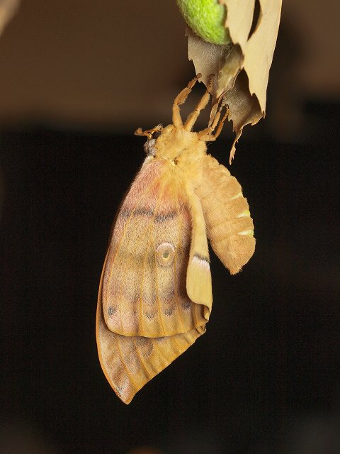 b0135573_15453.jpg