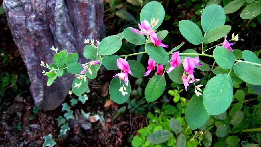 萩(ハギ) 秋明菊(シュウメイギク)_a0107574_841614.jpg