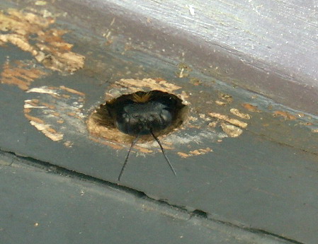 ★先週末の鳥類園(2009.9.5~6)_e0046474_10352848.jpg