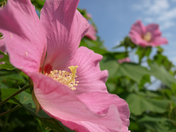 秋の空と芙蓉_a0096177_18455236.jpg