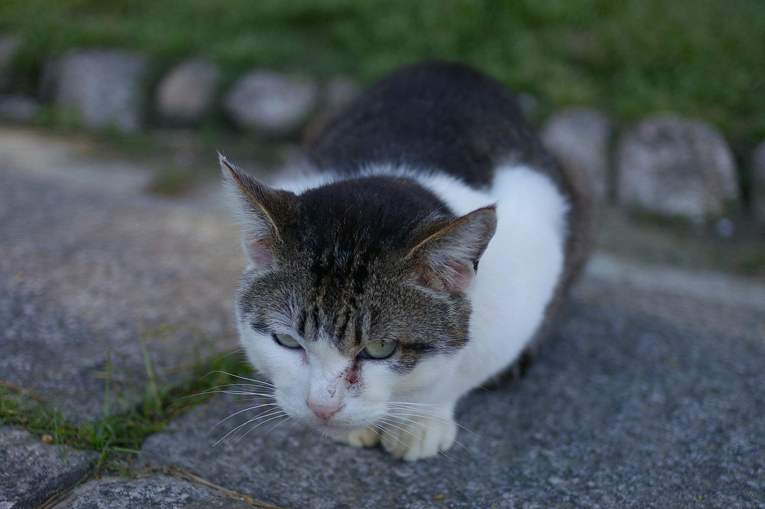 名城公園のネコ_f0160179_1619218.jpg