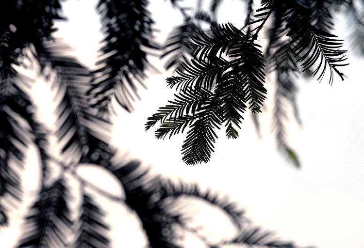 e0169286_1512650.jpg