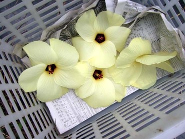 オクラの花☆_a0045193_18215560.jpg