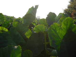 e0120294_0122227.jpg