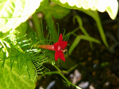 a0123003_17164286.jpg