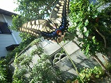 e0183004_1155267.jpg