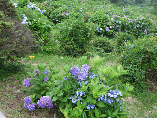 猪名川の源流(8月某日)_e0168109_0472951.jpg