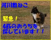 猫・訪問・湖・お礼・告知・・てんこ盛り。_e0197028_22195675.jpg