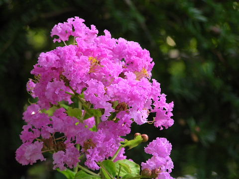 百日紅 宗旦木槿 花鶴草 定家葛 柳花笠 風に吹かれて