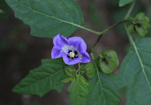 b0066947_1420552.jpg