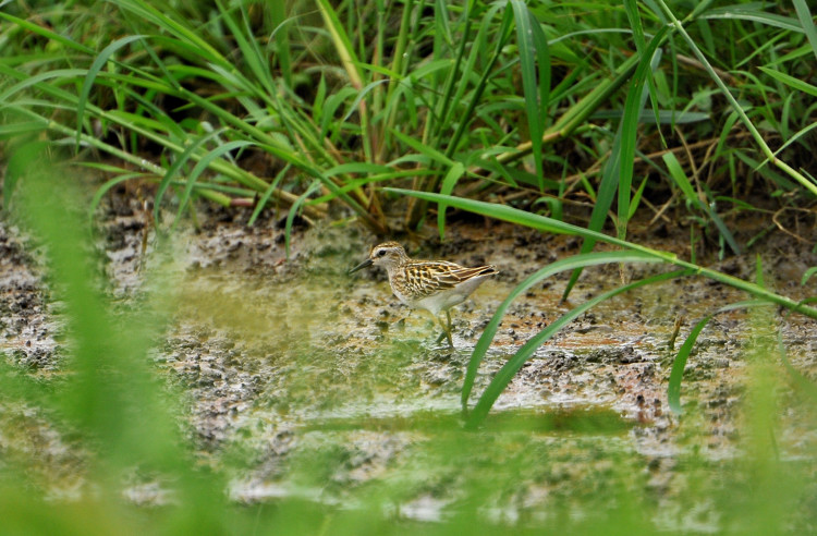 地元の田園にて~ヒバリシギほか_b0148352_18162032.jpg