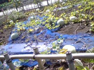 神代植物公園_d0062076_15521692.jpg
