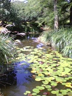 神代植物公園_d0062076_1553574.jpg