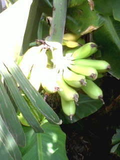 神代植物公園_d0062076_15551125.jpg