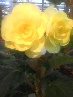 神代植物公園_d0062076_15574993.jpg