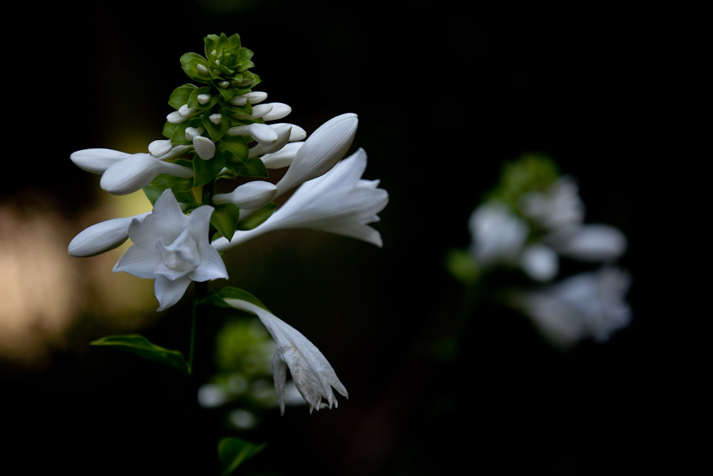 マルバタマノカンザシ（丸葉玉の簪）　まぼろしの花_a0083081_15581358.jpg