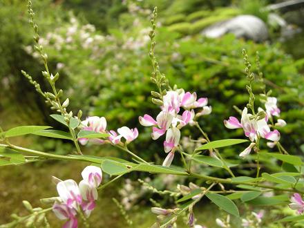 山の芋　　　　　(9月9日)_d0077681_19484272.jpg