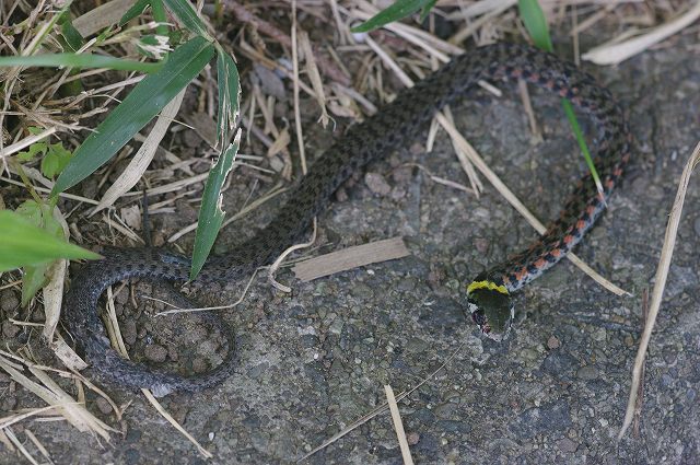 e0070891_17423390.jpg