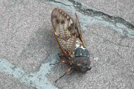 e0157891_933667.jpg