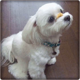 f0148595_23374393.gif