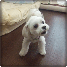 f0148595_23393446.gif