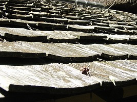 三渓園にて 板葺き屋根 大工さんが木造住宅作ってるよ