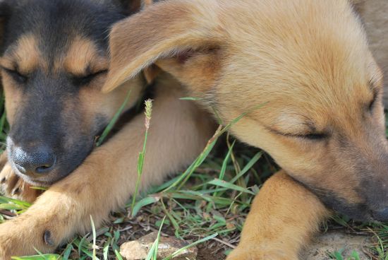 西の海を見る「7体のモアイ達」と「子犬達」。_c0176203_0452244.jpg