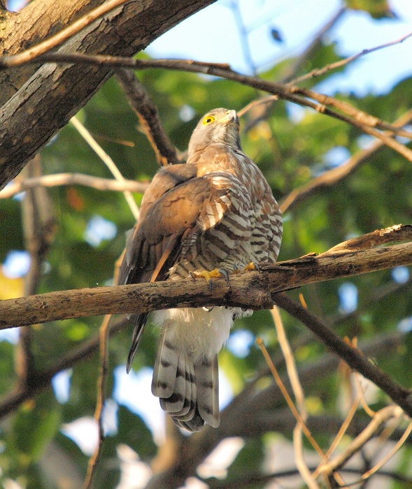 アカハラダカ幼鳥_e0156403_5213975.jpg