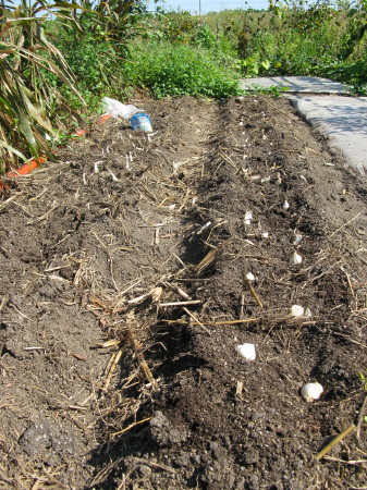 e0065906_69539.jpg