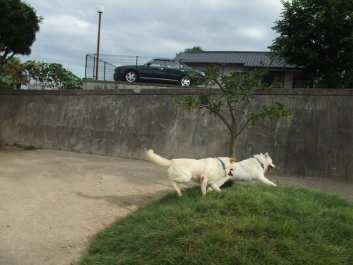 走ってます。９月９日（水）_b0073110_7442665.jpg