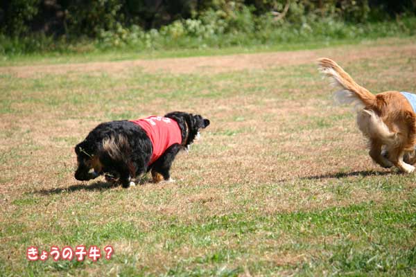 赤城高原牧場 クローネンベルクのラン つづき_f0203423_14584689.jpg