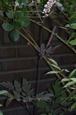 f0170524_13241936.jpg