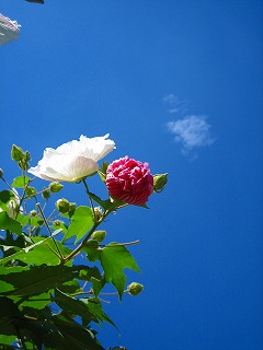 寄り道 酔っぱらいに会う?_b0100229_12141357.jpg