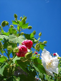 寄り道 酔っぱらいに会う?_b0100229_12153498.jpg