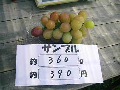 浜松フルーツパークのブドウ収穫_c0143330_22381810.jpg