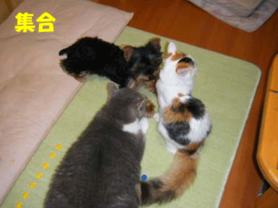 犬猫４コマ　～寝る～_f0008935_1717146.gif