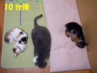 犬猫４コマ　～寝る～_f0008935_17171475.gif